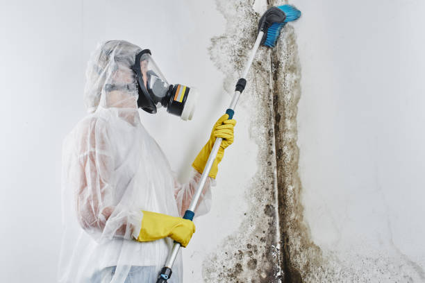 Best Commercial Mold Remediation in Mastic, NY