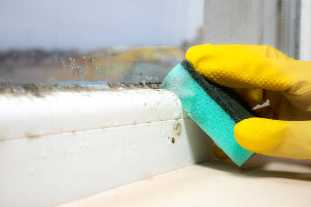 Best Basement Mold Remediation in Mastic, NY