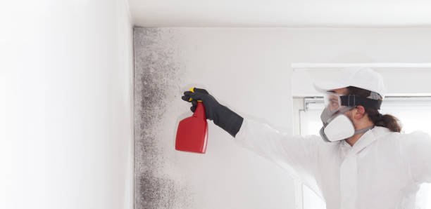 Best Residential Mold Remediation in Mastic, NY