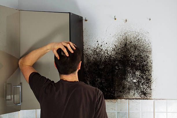 Best Residential Mold Remediation in Mastic, NY
